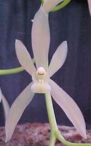 Cymbidium dayanum album